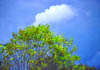 Cloud
